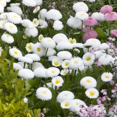 Pâquerette blanche 'Tasso White' - Bellis | Achat direct au producteur