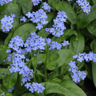 Myosotis bleu 'Bluesylva' - Myosotis | Achat direct au producteur