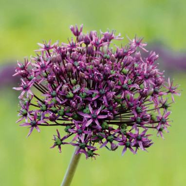 Allium 'Miami' - Allium | Achat direct au producteur