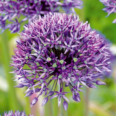 Allium 'Jackpot' - Allium | Achat direct au producteur