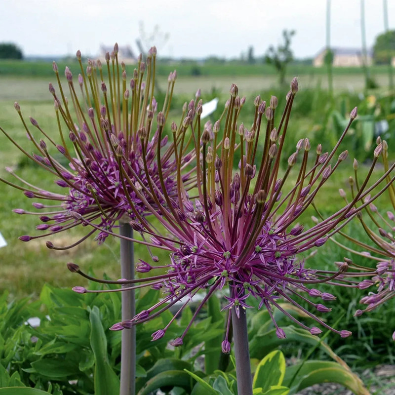 Allium Schubertii - Allium | Achat direct au producteur
