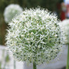 Allium Mount Everest