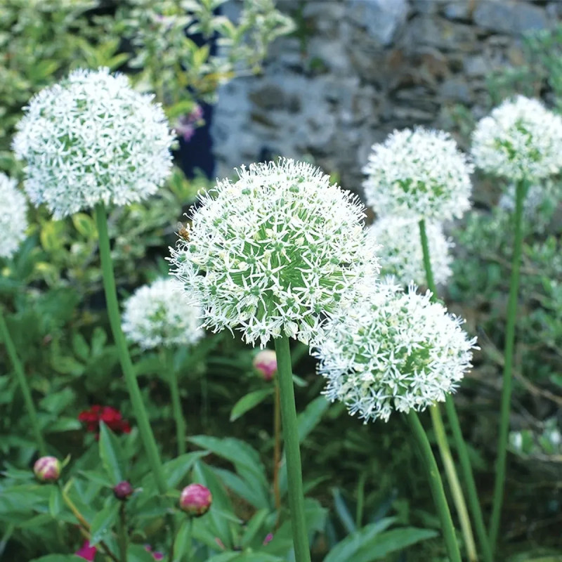 Allium 'Mount Everest' - Allium stipitatum | Achat direct producteur