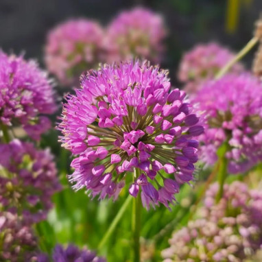 Allium 'Millenium' - Allium | Achat direct au producteur