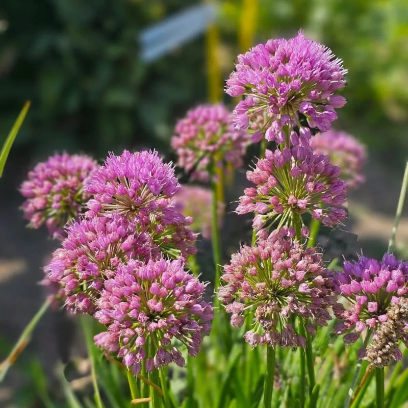 Allium 'Millenium' - Allium | Achat direct au producteur