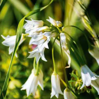 Allium triquetrum - Ail triquètre | Achat direct au producteur