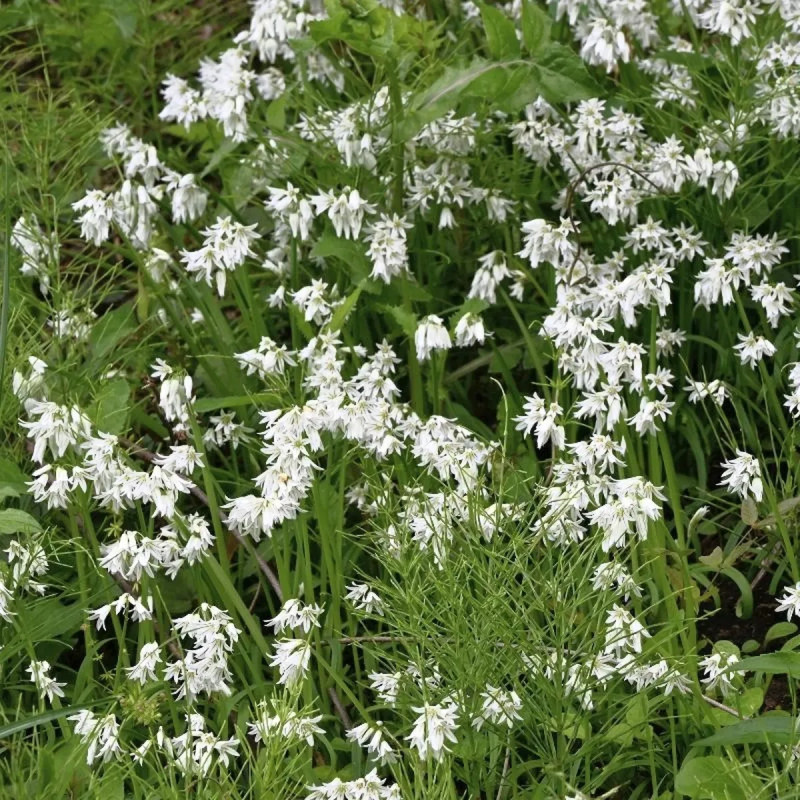 Allium triquetrum - Ail triquètre | Achat direct au producteur