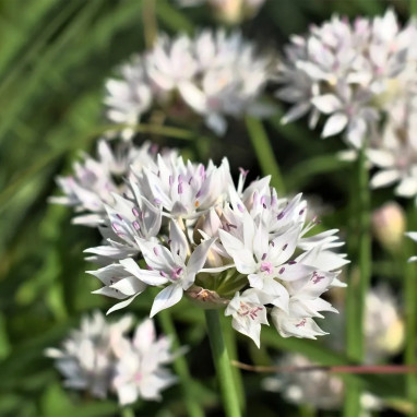Allium 'Graceful' - Allium amplectens | Achat direct au producteur