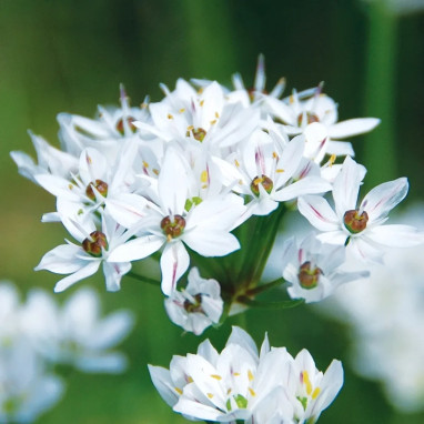 Allium neapolitanum - Ail de Naples | Achat direct au producteur