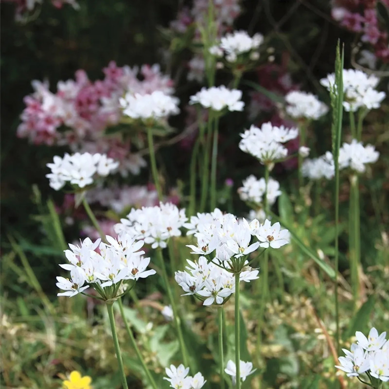 Allium neapolitanum - Ail de Naples | Achat direct au producteur