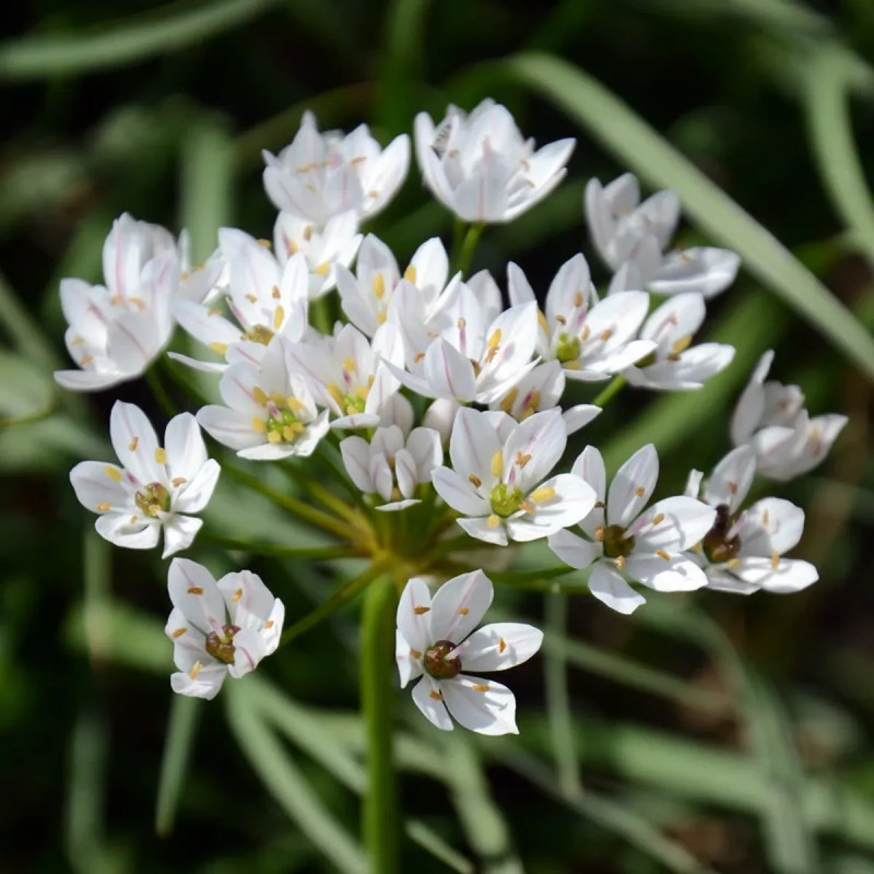 Allium neapolitanum - Ail de Naples | Achat direct au producteur