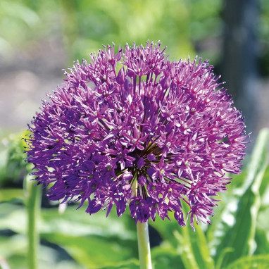 Allium aflatunense - Ail d'ornement | Achat direct au producteur