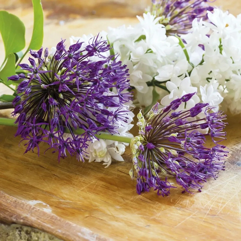 Allium aflatunense - Ail d'ornement | Achat direct au producteur