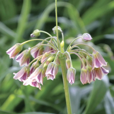 Allium bulgaricum - Ail de Bulgarie | Achat direct au producteur