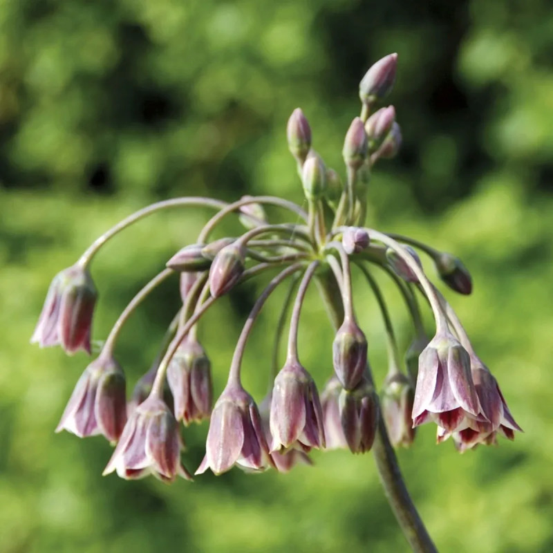Allium bulgaricum - Ail de Bulgarie | Achat direct au producteur