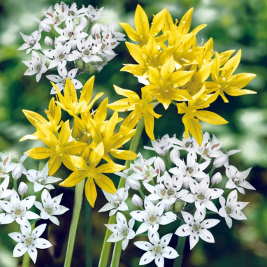 Allium Mélange - Allium sp. | Achat direct au producteur