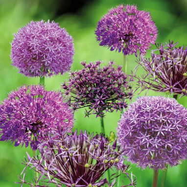 Allium Mélange - Ail ornemental | Achat direct au producteur