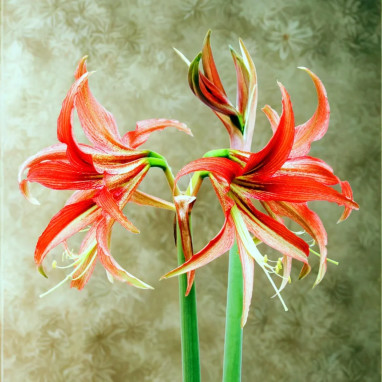 Amaryllis cybister 'Tango' - Hippeastrum | Achat direct au producteur