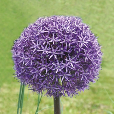 Allium 'Gladiator' - Allium | Achat direct au producteur