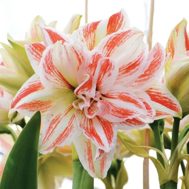Amaryllis 'Dancing Queen' - Hippeastrum | Achat direct au producteur