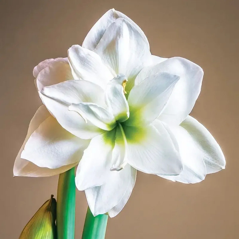 Amaryllis 'Ice Queen' - Hippeastrum | Achat direct au producteur