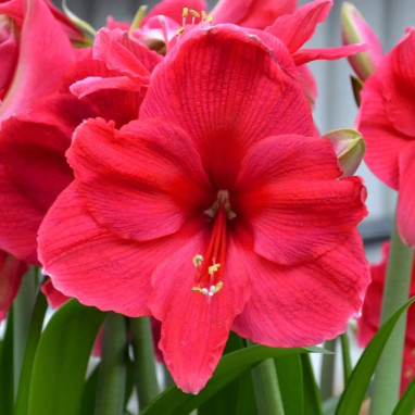 Amaryllis 'Pink Surprise' - Hippeastrum | Achat direct au producteur