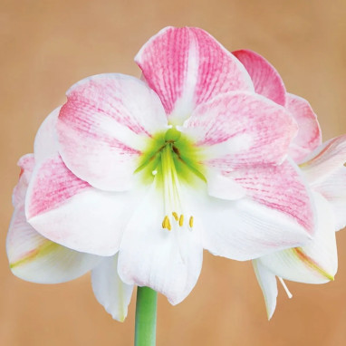 Amaryllis 'Apple Blossom' - Hippeastrum | Achat direct au producteur
