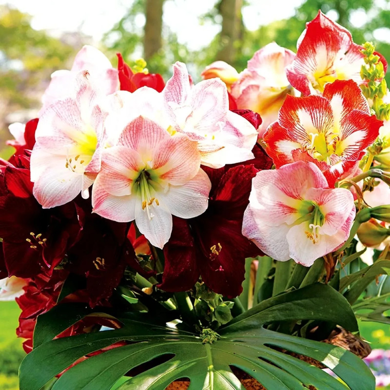 Amaryllis 'Apple Blossom' - Hippeastrum | Achat direct au producteur