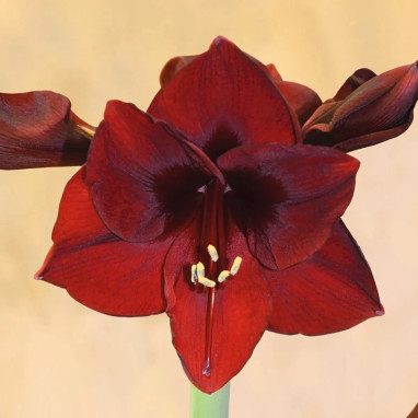 Amaryllis 'Benfica' - Hippeastrum | Achat direct au producteur