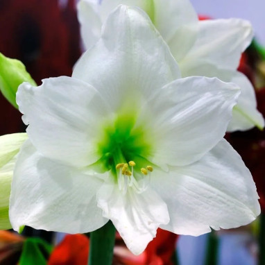 Amaryllis 'Mont Blanc' - Hippeastrum | Achat direct au producteur