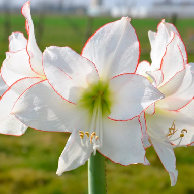 Amaryllis 'Picotee' - Hippeastrum | Achat direct au producteur