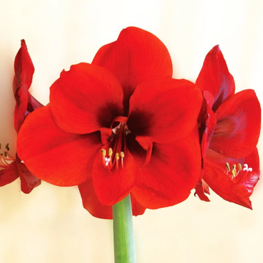 Amaryllis 'Red Lion' - Hippeastrum | Achat direct au producteur