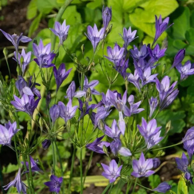 Brodiaea 'Reine Fabiola' - Triteleia | Achat direct au producteur