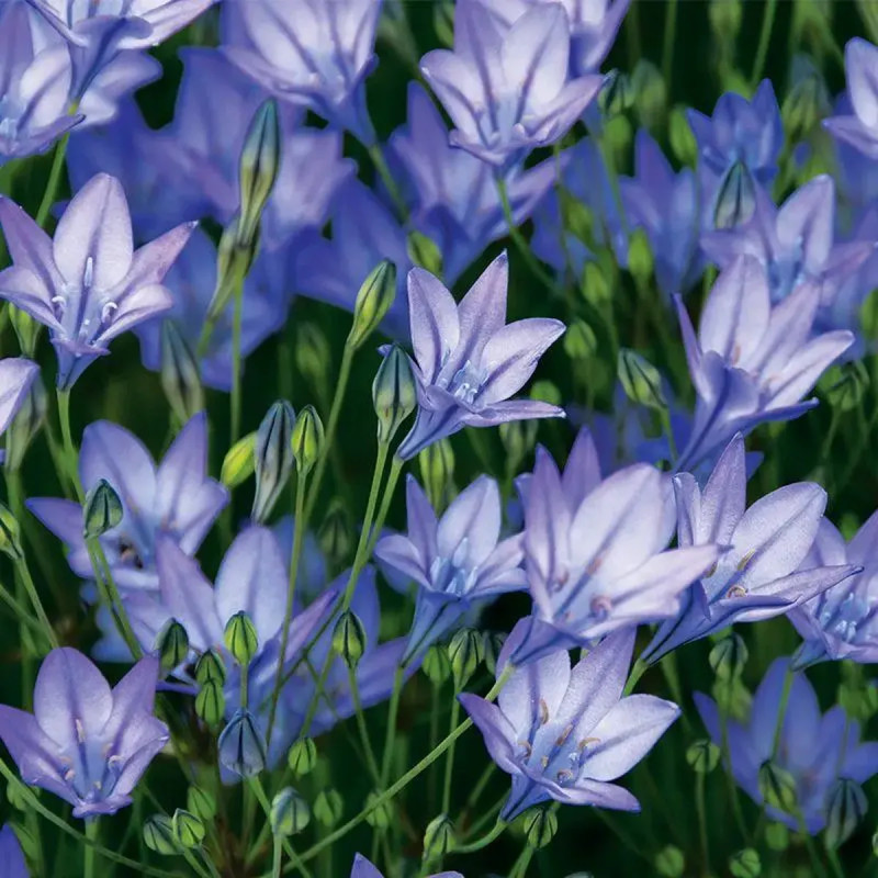 Brodiaea 'Reine Fabiola' - Triteleia | Achat direct au producteur