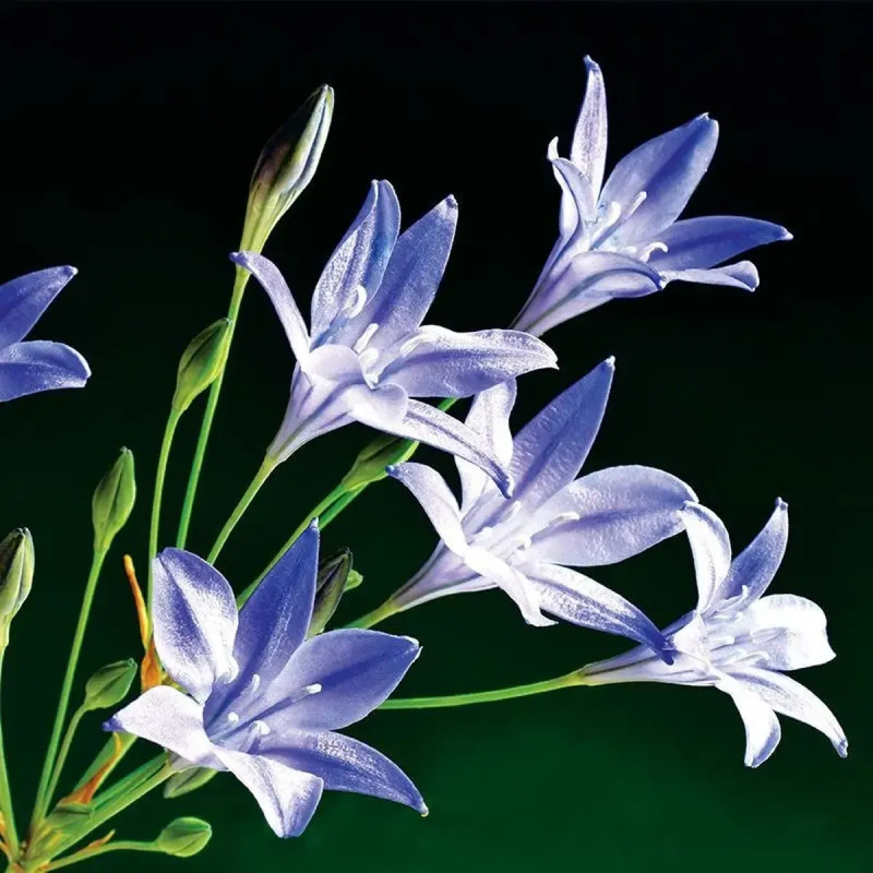 Brodiaea 'Reine Fabiola' - Triteleia | Achat direct au producteur