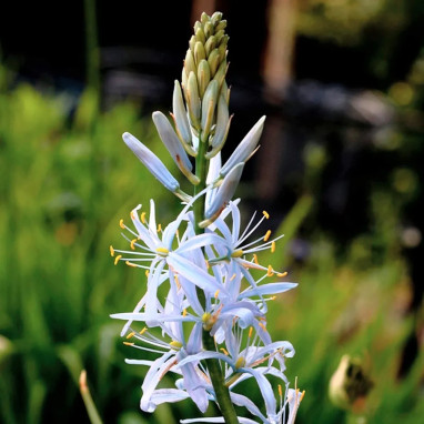 Camassia cusickii - Camassia | Achat direct au producteur
