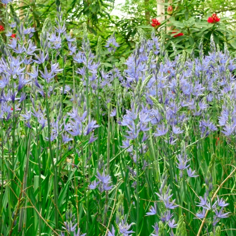 Camassia cusickii - Camassia | Achat direct au producteur