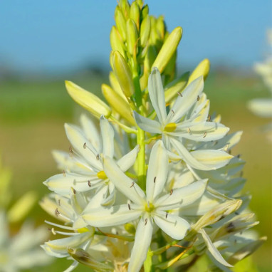 Camassia leichtlinii Alba - Camassia | Achat direct au producteur