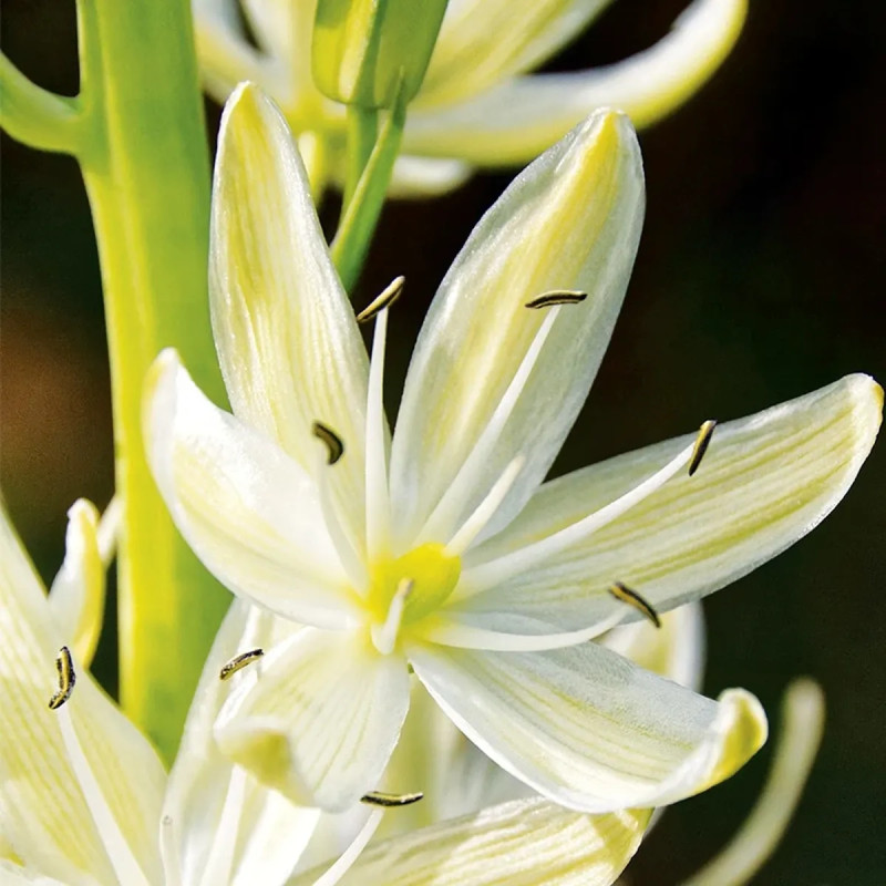 Camassia leichtlinii Alba - Camassia | Achat direct au producteur