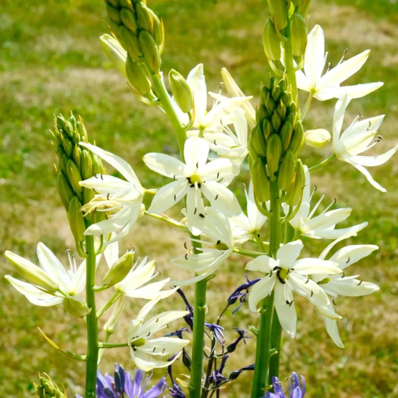 Camassia leichtlinii Alba - Camassia | Achat direct au producteur