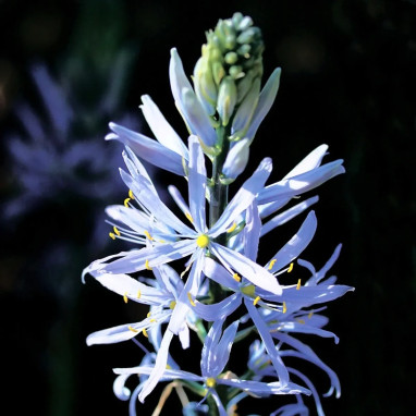 Camassia leichtlinii 'Caerulea' - Camassia | Achat direct au producteur