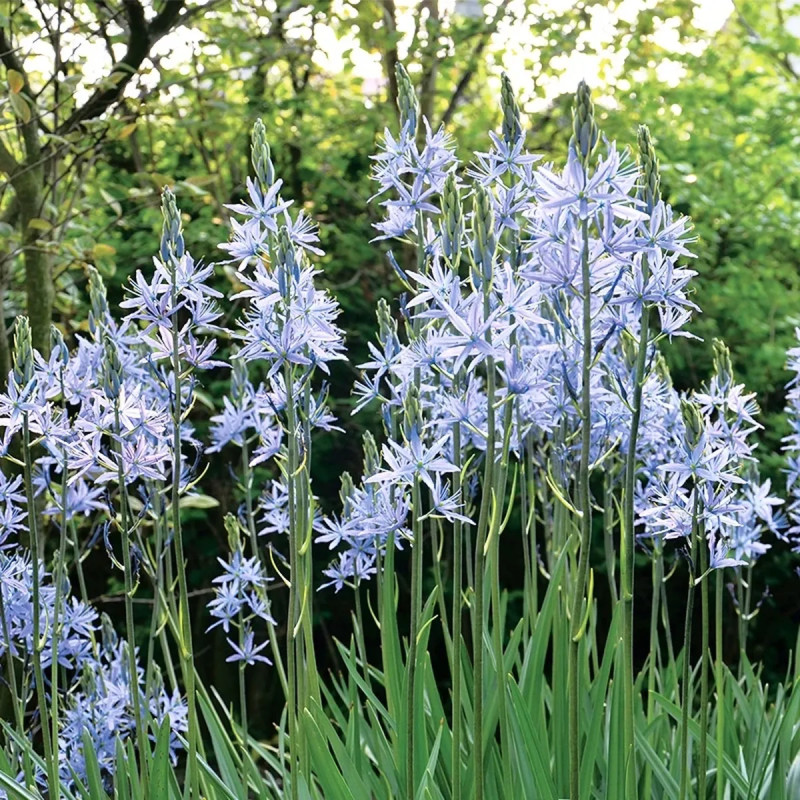 Camassia leichtlinii 'Caerulea' - Camassia | Achat direct au producteur