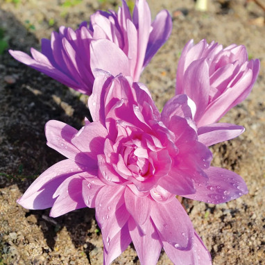 Colchique 'Waterlily' - Colchicum | Achat direct au producteur