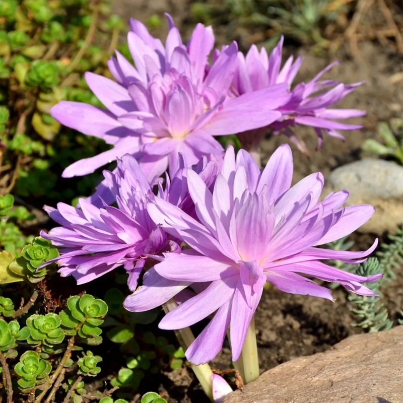 Colchique 'Waterlily' - Colchicum | Achat direct au producteur