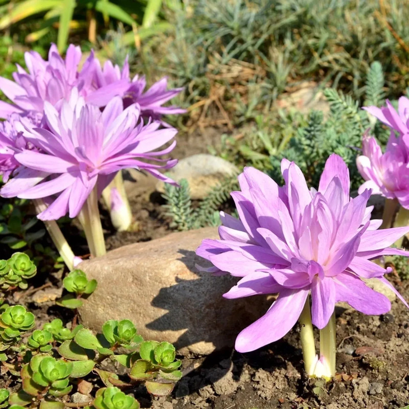 Colchique 'Waterlily' - Colchicum | Achat direct au producteur