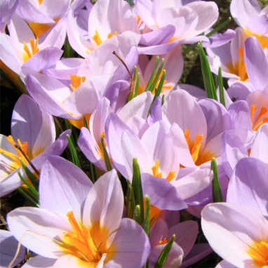 Crocus Sieberi 'Firefly' - Crocus | Achat direct au producteur