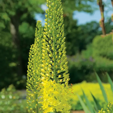 Eremurus bungei - Eremurus | Achat direct au producteur