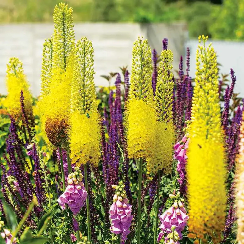 Eremurus bungei - Eremurus | Achat direct au producteur