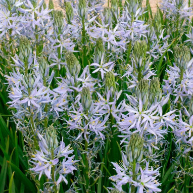 Camassia esculenta - Camassia | Achat direct au producteur