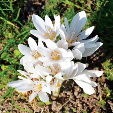 Colchique 'Album' - Colchicum autumnale | Achat direct au producteur